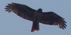 Aigle de Big Sur Aigle de Big Sur
